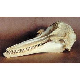 Bottle-nosed Dolphin Skull Replica - dinosaursrocksuperstore