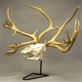 Caribou - Reindeer Skull Replica w/Antlers & Stand - dinosaursrocksuperstore