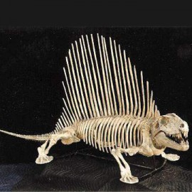 DIMETRODON Limbatus BYU SKELETON Replica MOUNTED AND CRATED - dinosaursrocksuperstore