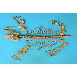 Dicynodontian Disarticulated Skeleton Replica - dinosaursrocksuperstore