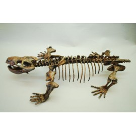 Dicynodontian Skeleton Replica - dinosaursrocksuperstore