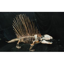 Dimetrodon limbatus Skeleton Mounted Skeleton Replica - dinosaursrocksuperstore