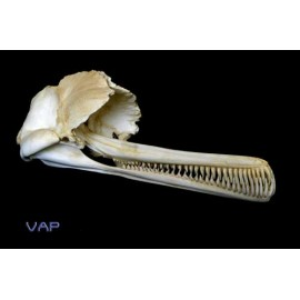 Indus River Dolphin Skull Replica - dinosaursrocksuperstore