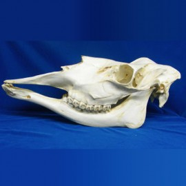 Moose Female Skull Replica - dinosaursrocksuperstore