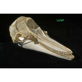 Pacific White-sided Dolphin Skull Replica - dinosaursrocksuperstore