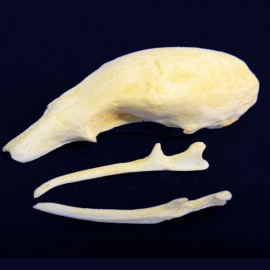 Silky Anteater Skull Replica - dinosaursrocksuperstore