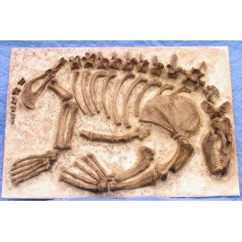 Allodesmus Kelloggi Skeleton Panel - dinosaursrocksuperstore