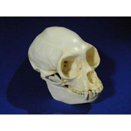 Black Spider Monkey Skull - dinosaursrocksuperstore