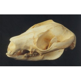 Brush-tail Possum Skull - dinosaursrocksuperstore