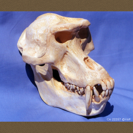 Gelada Baboon Male Skull - dinosaursrocksuperstore