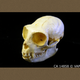 Mexican Howler Monkey Skull - dinosaursrocksuperstore