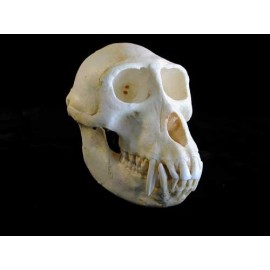Sooty Mangabey Male Skull - dinosaursrocksuperstore