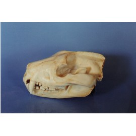 Tasmanian Devil Skull - dinosaursrocksuperstore