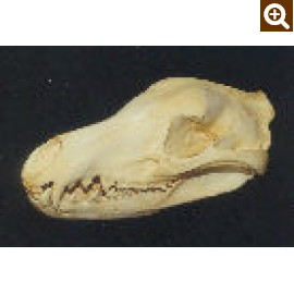 Tasmanian Wolf Skull - dinosaursrocksuperstore