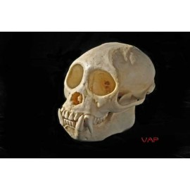 Weeping Capuchin Monkey Skull - dinosaursrocksuperstore