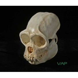 Woolly Monkey Skull - dinosaursrocksuperstore