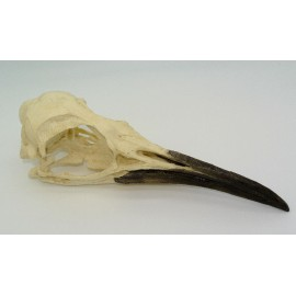 King Penguin Skull - dinosaursrocksuperstore