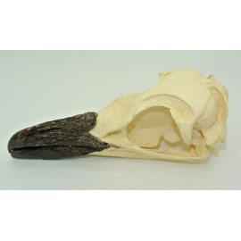 Magellanic Penguin Skull - dinosaursrocksuperstore