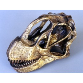 Camarasaurus Llentis Skull Replica - dinosaursrocksuperstore