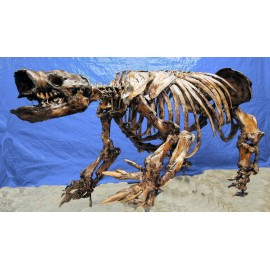 Paramylodon Harlan's Ground Sloth Skeleton Replica - dinosaursrocksuperstore