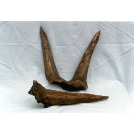Triceratops Horn Replica (Single Brow) - dinosaursrocksuperstore