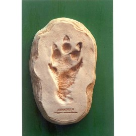 Armadillo Little Critter Footprint Replica - dinosaursrocksuperstore