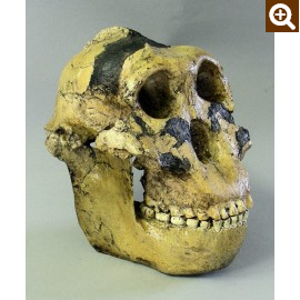 Zinjanthropus Skull - dinosaursrocksuperstore