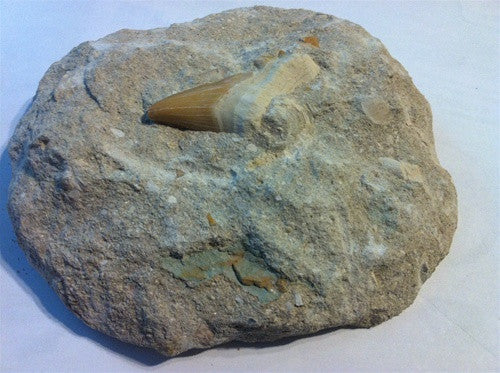 Genuine Shark Tooth Fossil in Matrix - dinosaursrocksuperstore
