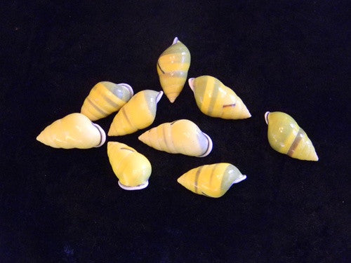 Beautiful Amphidromus Butoti Seashell From the Waters of Indonesia - 10 Pack - dinosaursrocksuperstore