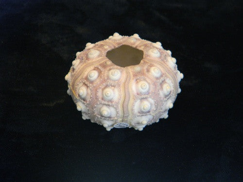 Deep Water Sea Urchin Specimen - dinosaursrocksuperstore