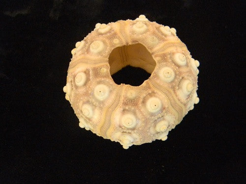 Deep Water Sea Urchin Specimen - dinosaursrocksuperstore