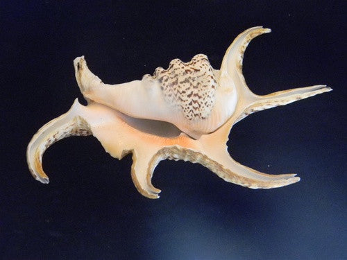 Lambis Chiagra Spider Seashell - dinosaursrocksuperstore