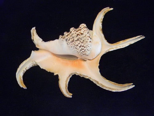 Lambis Chiagra Spider Seashell - dinosaursrocksuperstore