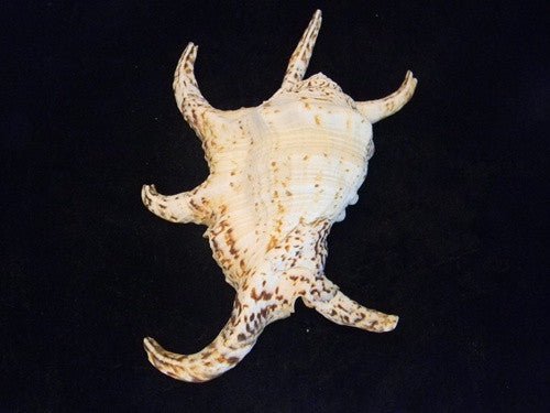 Lambis Chiagra Spider Seashell - dinosaursrocksuperstore