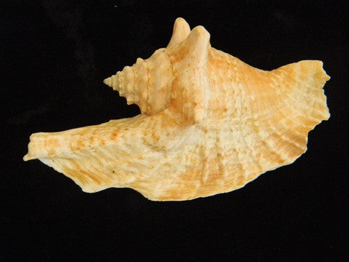 Strombus Gallus Rooster-Tail Conch Seashell - dinosaursrocksuperstore