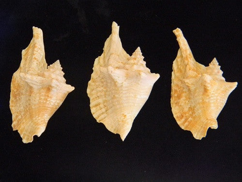 Strombus Gallus Rooster-Tail Conch Seashell - dinosaursrocksuperstore