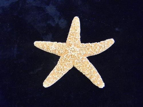 Sugar Starfish (Sea Star) Specimens - 5 Pack - dinosaursrocksuperstore