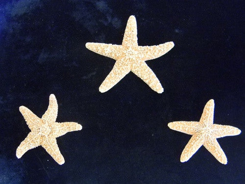 Sugar Starfish (Sea Star) Specimens - 5 Pack - dinosaursrocksuperstore