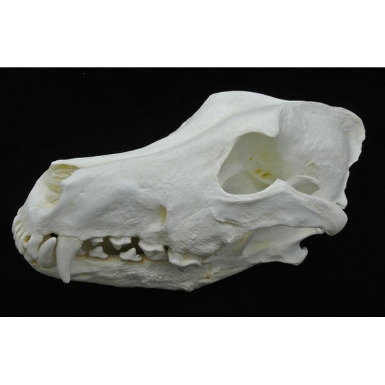 Siberian Wolf Skull Replica - dinosaursrocksuperstore