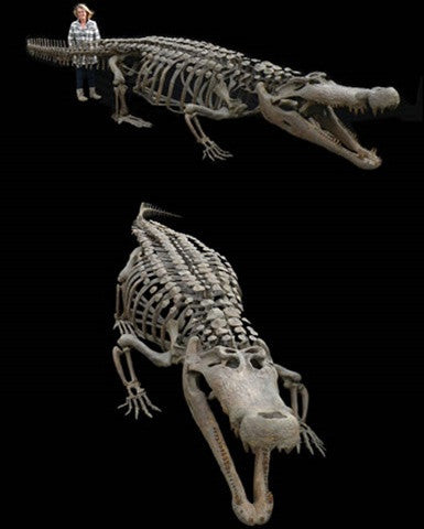 Deinosuchus Skeleton Prehistoric Seas Fossil Replica - dinosaursrocksuperstore