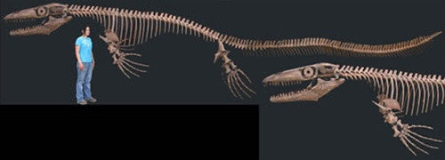 Mosasaur Skeleton Fossil Replica -  Prehistoric Seas - dinosaursrocksuperstore