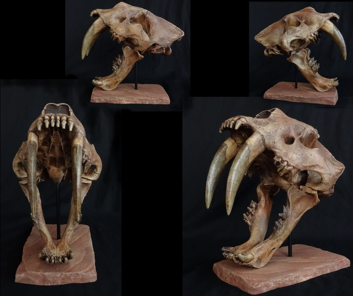 Saber Cat Smilodon Skull replica