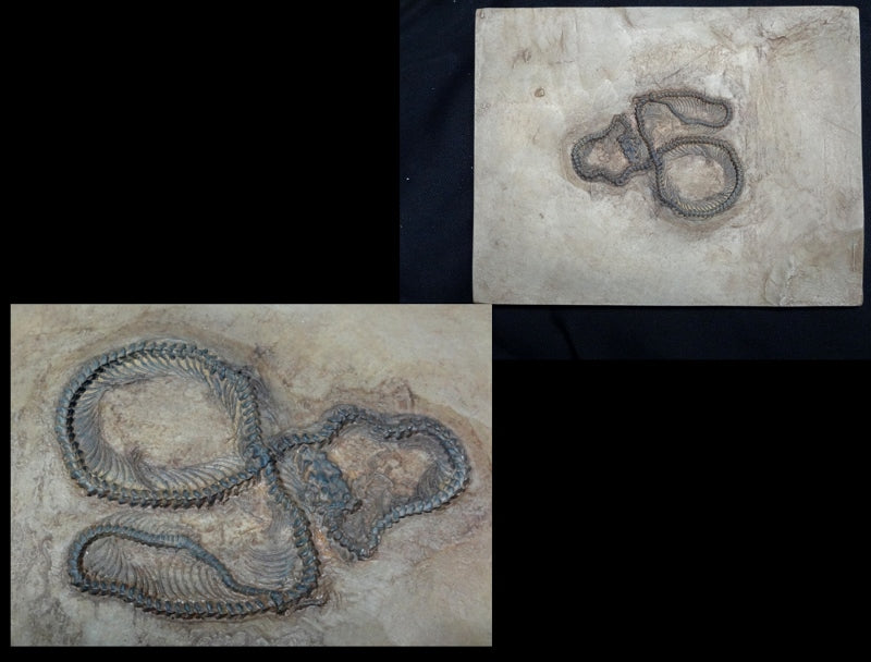 Messel Snake Replica - dinosaursrocksuperstore