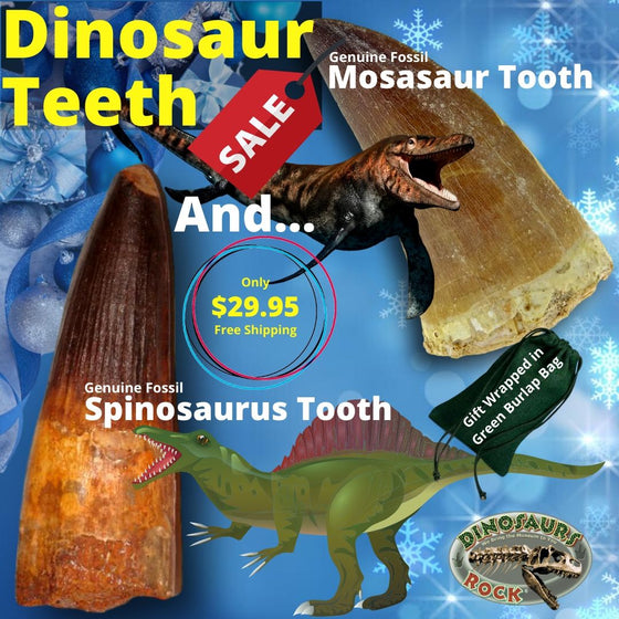 Genuine Fossil Spinosaurus Dinosaur Tooth AND Mosasaur Tooth... - dinosaursrocksuperstore