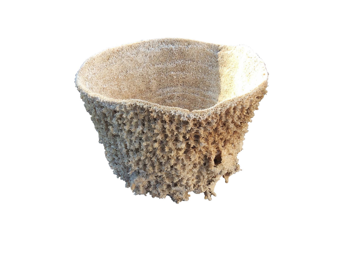 Giant SEA SPONGE #3 - dinosaursrocksuperstore