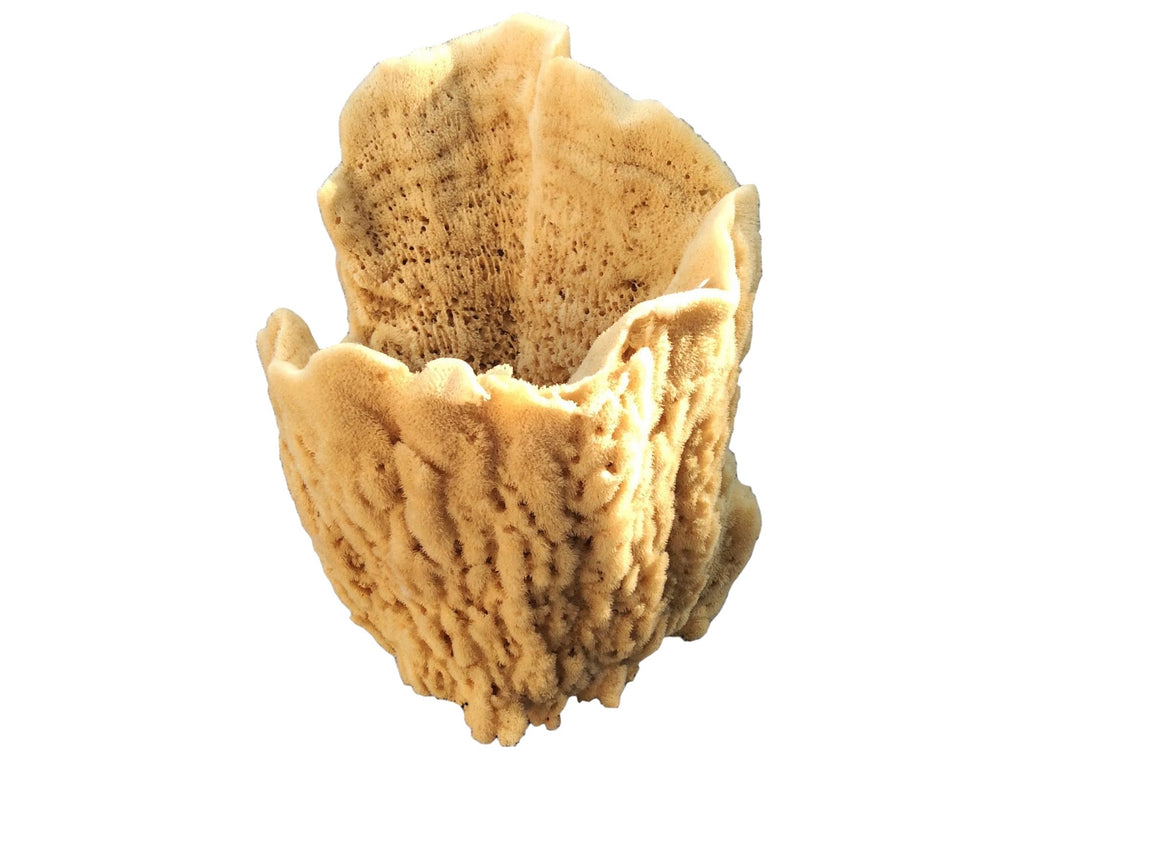 Giant SEA SPONGE #2 - dinosaursrocksuperstore