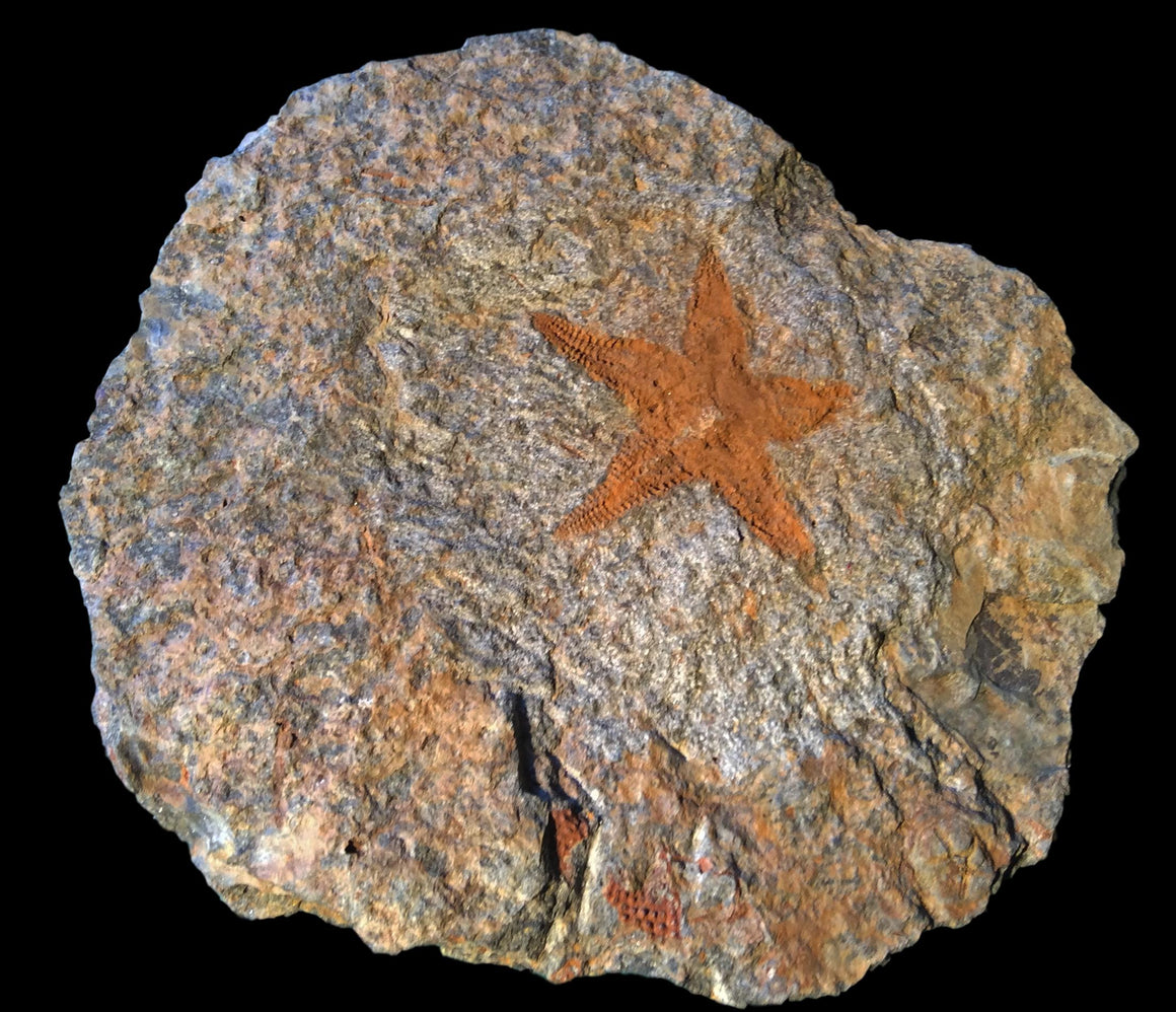 Fossil Sea Star - almost 400 Million Years Old! - dinosaursrocksuperstore