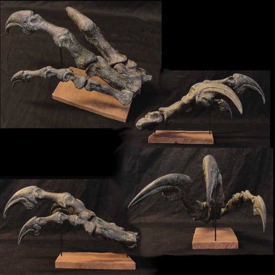 Allosaurus Dinosaur Hand Replica - dinosaursrocksuperstore