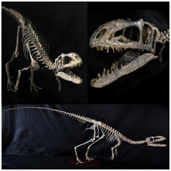 Suskityrannus Hazelae Skeleton Replica - dinosaursrocksuperstore