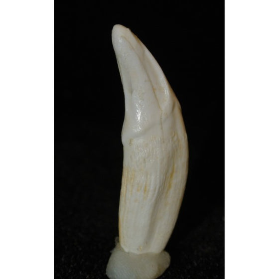 Gray Wolf Canine Replica - dinosaursrocksuperstore